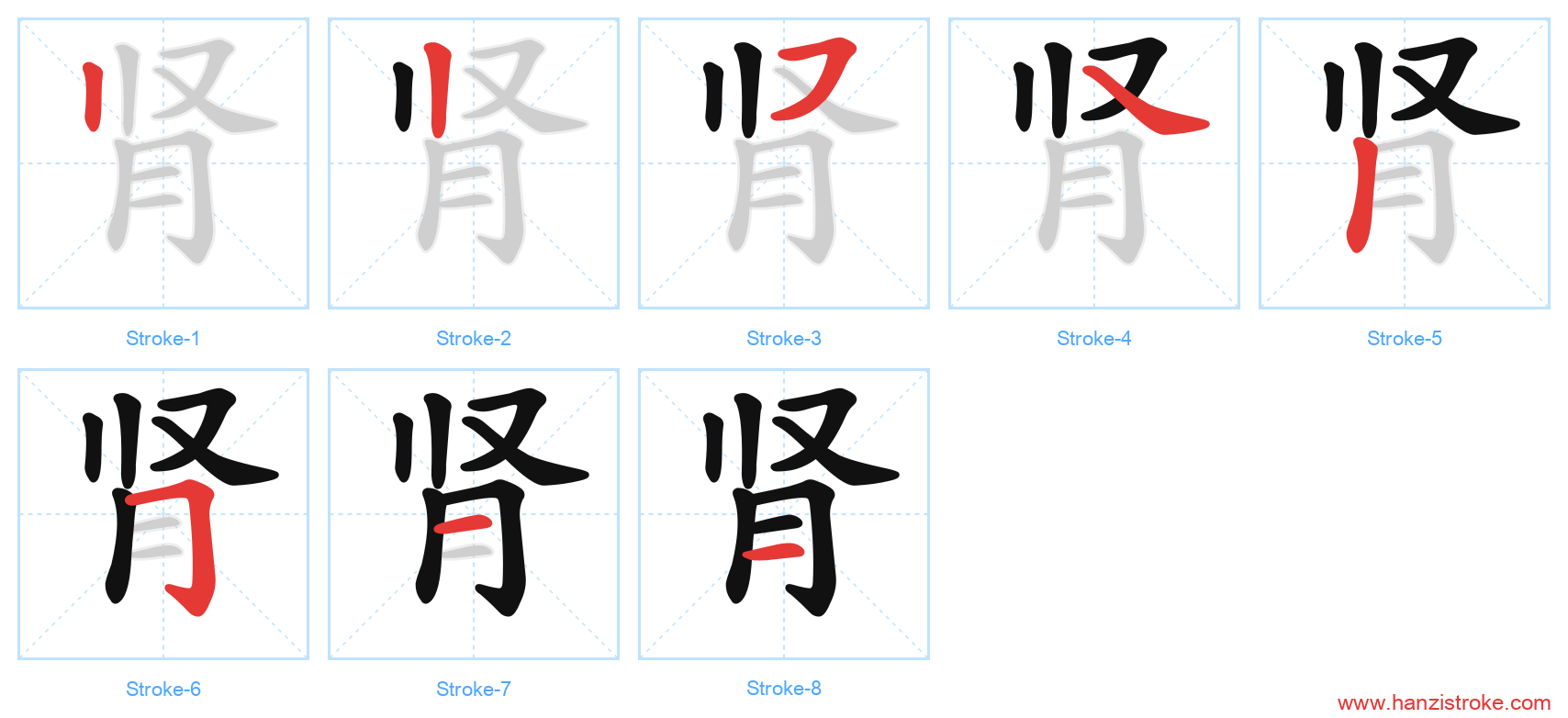 肾 stroke order diagram